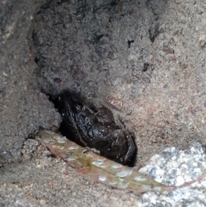 Limnodynastes tasmaniensis at Jerrabomberra, ACT - 13 Apr 2015 11:27 AM