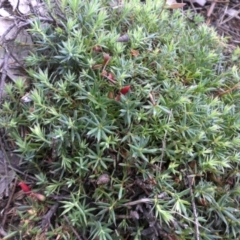 Astroloma humifusum (Cranberry Heath) at Majura, ACT - 12 Apr 2015 by SilkeSma