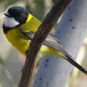 Pachycephala pectoralis at Garran, ACT - 12 Sep 2018