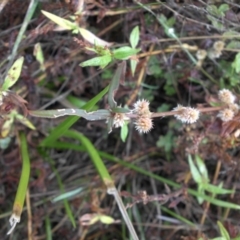 Alternanthera denticulata (Lesser Joyweed) at Majura, ACT - 13 Apr 2015 by SilkeSma