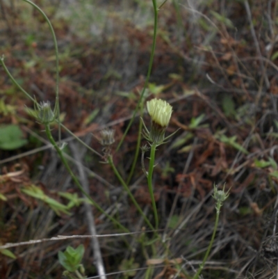 Tolpis barbata (Yellow Hawkweed) at Majura, ACT - 12 Apr 2015 by SilkeSma