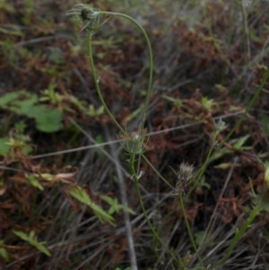 Tolpis barbata at Majura, ACT - 13 Apr 2015 09:54 AM