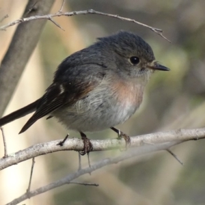 Petroica rosea at Garran, ACT - 12 Sep 2018