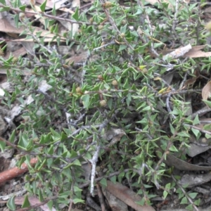 Acacia gunnii at Majura, ACT - 13 Apr 2015