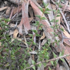 Acacia gunnii at Majura, ACT - 13 Apr 2015