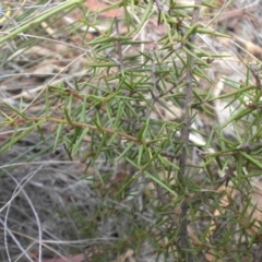 Acacia ulicifolia (Prickly Moses) at Majura, ACT - 13 Apr 2015 by SilkeSma