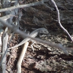 Amphibolurus muricatus (Jacky Lizard) at Wanniassa Hill - 6 Nov 2014 by lyndsey