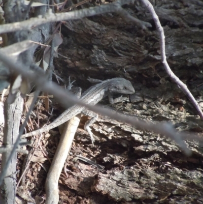 Amphibolurus muricatus (Jacky Lizard) at Wanniassa Hill - 6 Nov 2014 by lyndsey