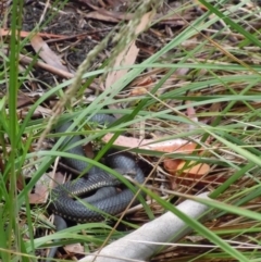 Austrelaps ramsayi (Highlands Copperhead) at Cotter River, ACT - 14 Jan 2015 by lyndsey