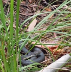 Austrelaps ramsayi at Cotter River, ACT - 14 Jan 2015