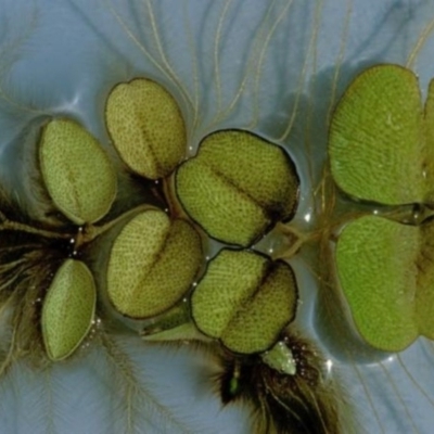 Salvinia molesta (Salvinia) at Moruya, NSW - 29 Dec 1991 by MichaelMulvaney