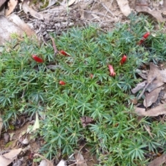 Astroloma humifusum (Cranberry Heath) at Nicholls, ACT - 14 Apr 2015 by FranM