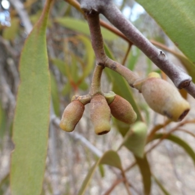 Amyema pendula subsp. pendula (Drooping Mistletoe) at Nicholls, ACT - 14 Apr 2015 by FranM