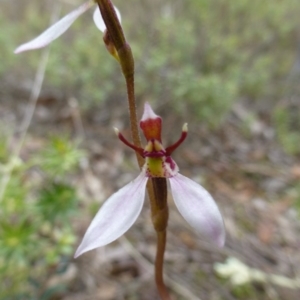 Eriochilus cucullatus at Nicholls, ACT - suppressed