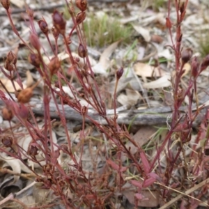 Hypericum gramineum at Nicholls, ACT - 15 Apr 2015 09:22 AM