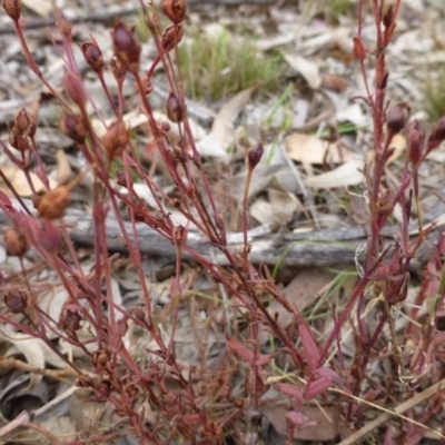 Hypericum gramineum (Small St Johns Wort) at Nicholls, ACT - 15 Apr 2015 by FranM