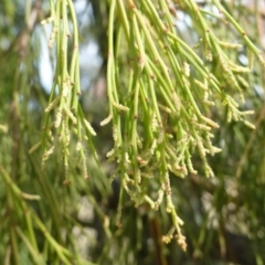 Exocarpos cupressiformis (Cherry Ballart) at Nicholls, ACT - 15 Apr 2015 by FranM