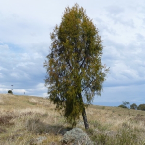 Exocarpos cupressiformis at Nicholls, ACT - 15 Apr 2015