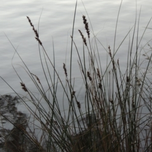 Carex appressa at Gordon, ACT - 9 Apr 2015 07:15 PM