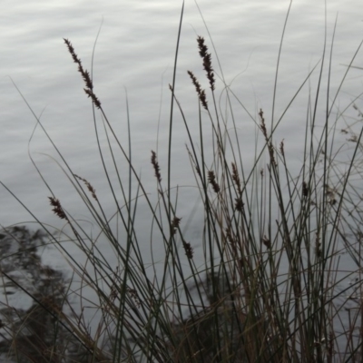 Carex appressa (Tall Sedge) at Gordon, ACT - 9 Apr 2015 by michaelb