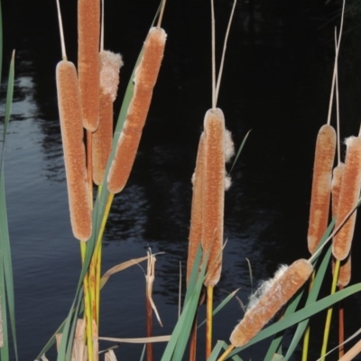 Typha orientalis (Broad-leaved Cumbumgi) at Point Hut Pond - 9 Apr 2015 by michaelb