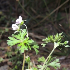 Geranium sp. Pleated sepals (D.E.Albrecht 4707) Vic. Herbarium at Point Hut Pond - 9 Apr 2015 by michaelb