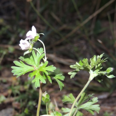 Geranium sp. Pleated sepals (D.E.Albrecht 4707) Vic. Herbarium at Point Hut Pond - 9 Apr 2015 by michaelb