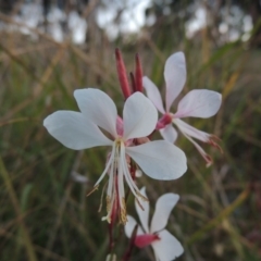 Oenothera lindheimeri (Clockweed) at Bonython, ACT - 15 Apr 2015 by MichaelBedingfield