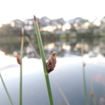 Schoenoplectus pungens (Common Three-Square) at Stranger Pond - 15 Apr 2015 by michaelb