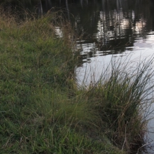 Schoenoplectus pungens at Bonython, ACT - 15 Apr 2015 06:58 PM