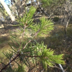 Hakea sericea (Needlebush) at Majura, ACT - 16 Apr 2015 by SilkeSma