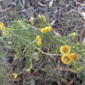 Chrysocephalum semipapposum at Majura, ACT - 16 Apr 2015 09:37 AM