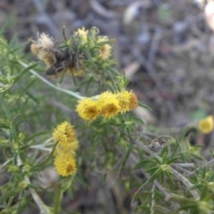 Chrysocephalum semipapposum at Majura, ACT - 16 Apr 2015 09:37 AM