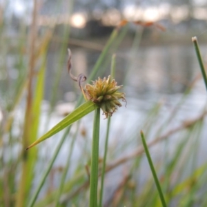 Cyperus sphaeroideus at Bonython, ACT - 15 Apr 2015 07:01 PM