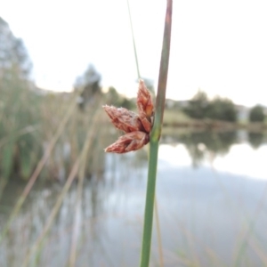 Schoenoplectus pungens at Bonython, ACT - 15 Apr 2015