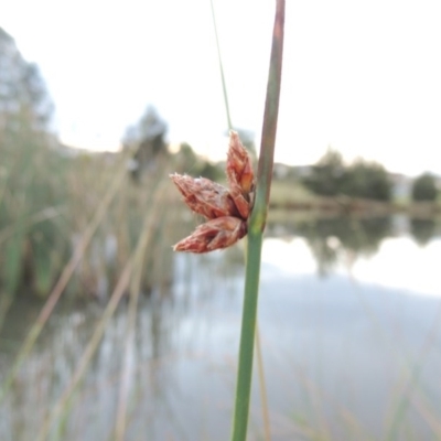 Schoenoplectus pungens (Common Three-Square) at Bonython, ACT - 15 Apr 2015 by michaelb