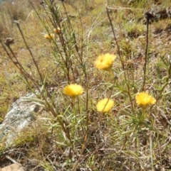 Rutidosis leptorhynchoides (Button Wrinklewort) at Fyshwick, ACT - 16 Apr 2015 by MichaelMulvaney