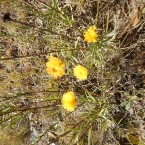 Rutidosis leptorhynchoides at Fyshwick, ACT - 16 Apr 2015