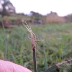 Schoenoplectus pungens (Common Three-Square) at Bonython, ACT - 15 Apr 2015 by michaelb