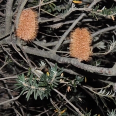 Banksia marginata (Silver Banksia) at Bonython, ACT - 15 Apr 2015 by michaelb