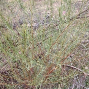 Indigofera adesmiifolia at Torrens, ACT - 15 Apr 2015