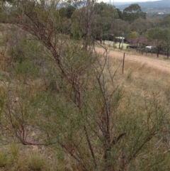 Indigofera adesmiifolia at Torrens, ACT - 15 Apr 2015