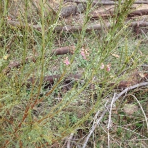 Indigofera adesmiifolia at Torrens, ACT - 15 Apr 2015