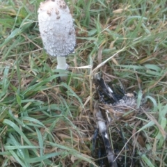 Coprinus comatus (Shaggy Ink Cap) at Acton, ACT - 15 Apr 2015 by TimYiu