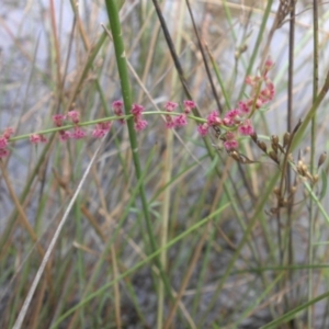 Haloragis heterophylla at Majura, ACT - 18 Apr 2015 09:52 AM