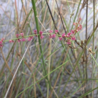 Haloragis heterophylla (Variable Raspwort) at Majura, ACT - 17 Apr 2015 by SilkeSma