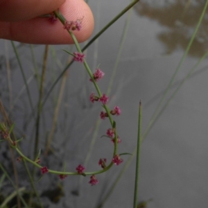 Haloragis heterophylla at Majura, ACT - 18 Apr 2015 09:52 AM