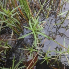 Haloragis heterophylla at Majura, ACT - 18 Apr 2015