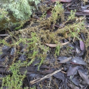 Stellaria pungens at Majura, ACT - 18 Apr 2015