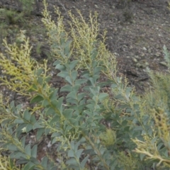 Acacia cultriformis (Knife Leaf Wattle) at Majura, ACT - 18 Apr 2015 by SilkeSma